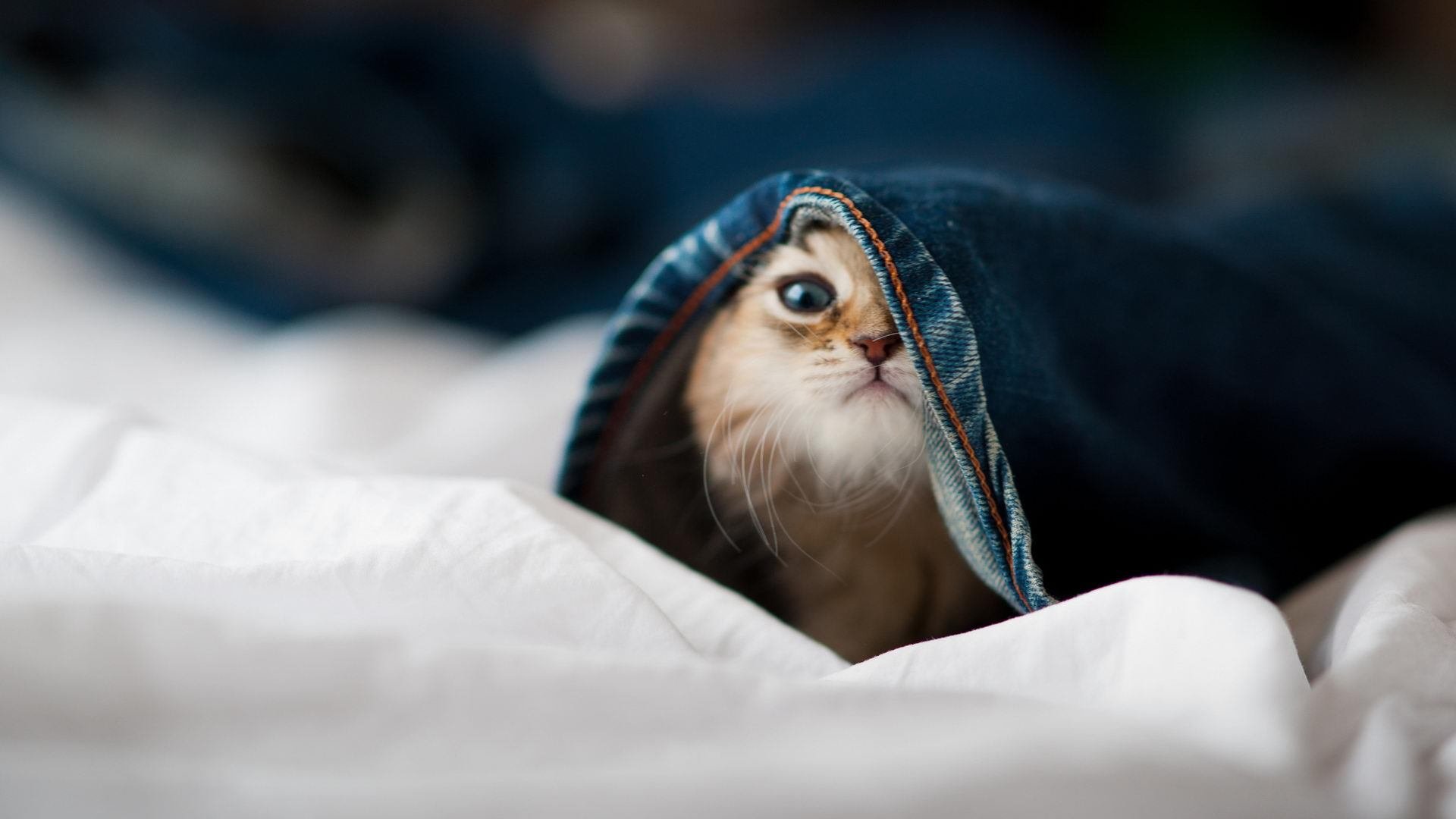 冰火淬炼，郑思维肩扛法兰西之魂，逆转风暴中的唯一领袖