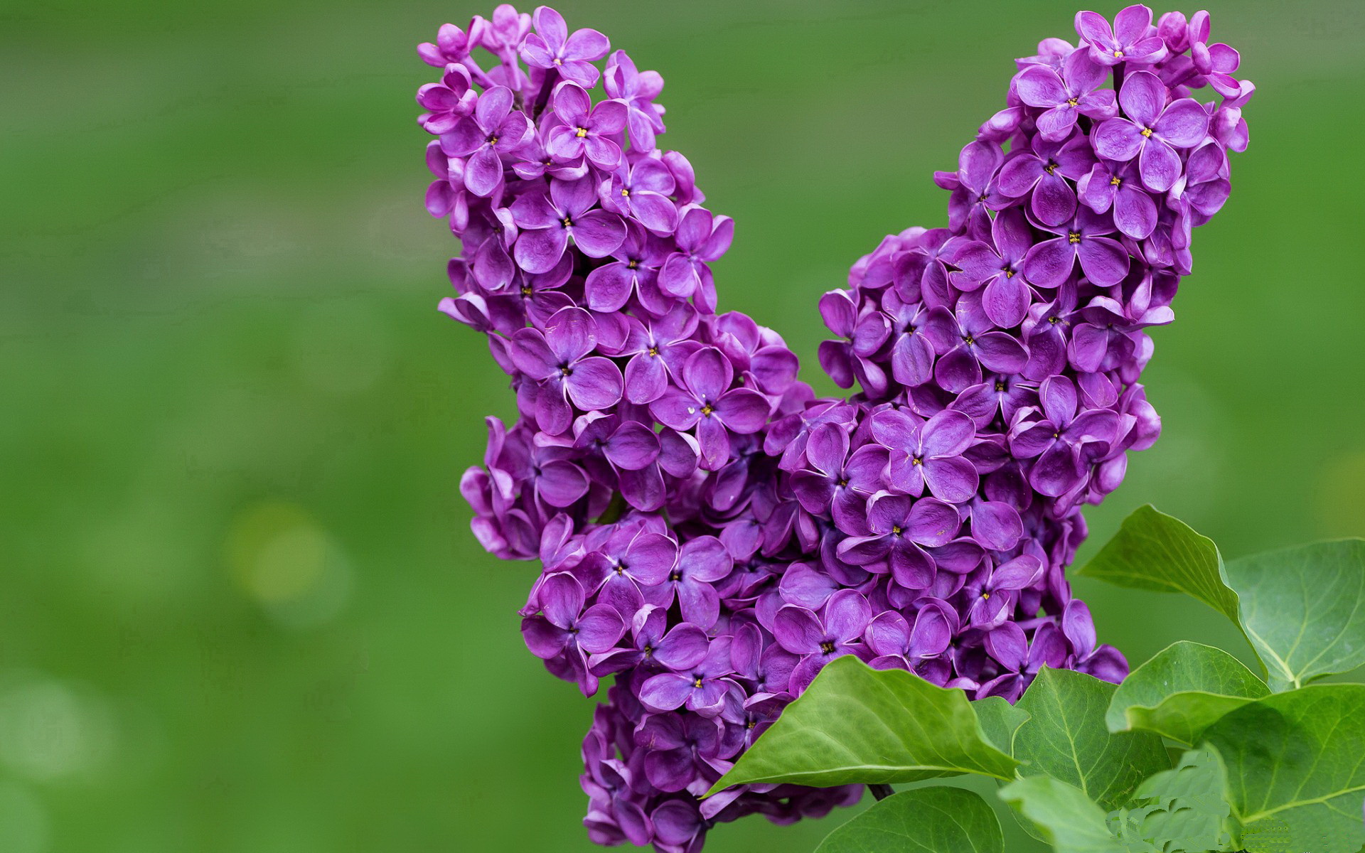 爱游戏大厅-幽灵对决，当新英格兰的铁骑碾过红黑军团的废墟