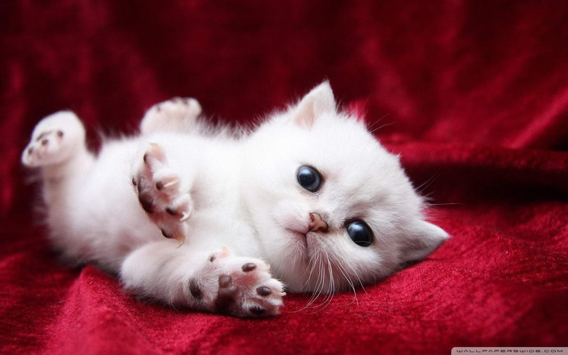 巅峰之上再造巅峰，辛纳从澳网的洗礼到总决赛的绝对统治