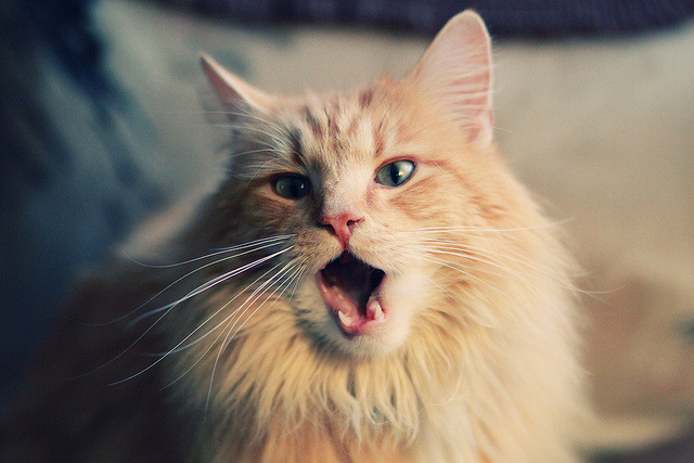 火焰与铁翼，霍勒迪用防守书写现代篮球的钢铁美学