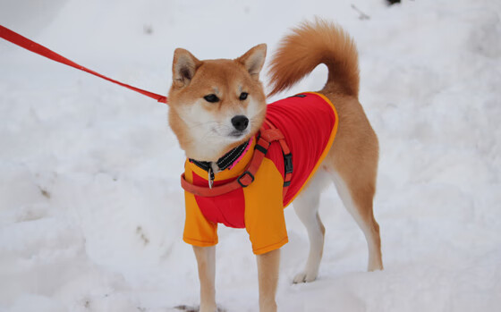 血战四节！伦纳德40+三双击碎空砍群，步行者加时险胜老鹰止连败