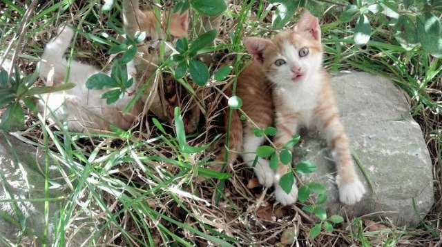 铁蹄下的武力全开，骑士险胜雷霆