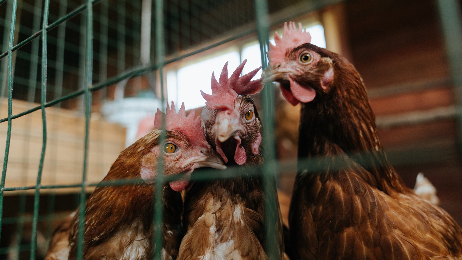 文艺复兴对阵高地风暴，基耶萨的进球，如何用一记意大利笔触改写了尤文对阵苏格兰的足球叙事