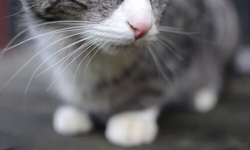 斯蒂芬·库里之后，谁是勇士新王？核弹马克西撕裂灰熊防线，完美发挥定鼎乾坤