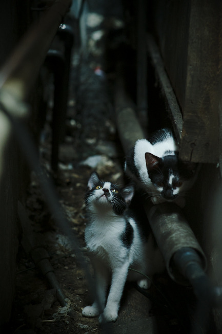 看到德甲争冠战之夜和西亚卡姆防守这两个词时，我理解您可能在构思一个充满戏剧张力的跨界比喻。我将以此为基础，为您创作一篇将篮球防守哲学融入足球巅峰对决的独特文章