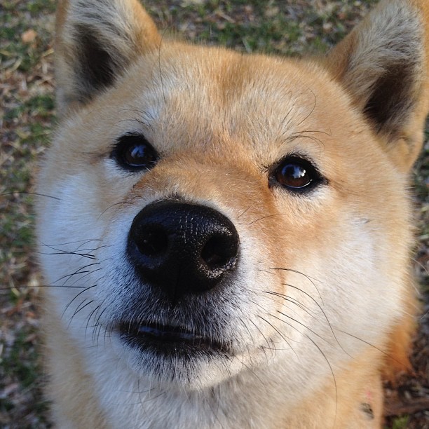 终极多巴胺时刻，当广厦的绝杀与东契奇的油门在同一秒炸响