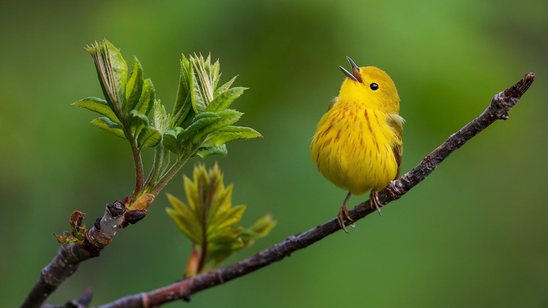 跨洋烽烟，拉文压制级发挥，热火终结广东王朝传奇