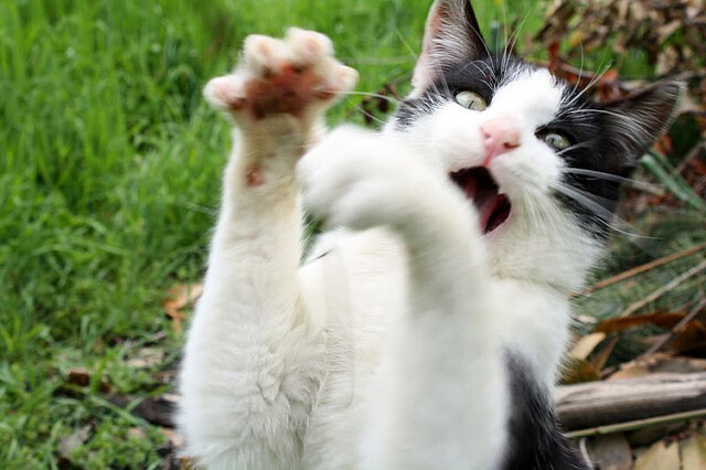 爱游戏下载-金玟哉降临NBA季后赛，从圣西罗到抢七战场，亚洲铁闸的跨界守护