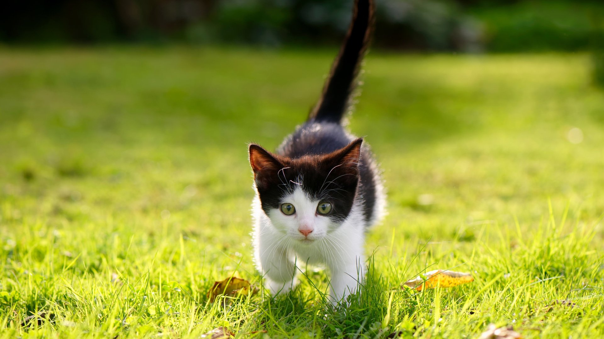 新王登基!哈利伯顿用魔法般掌控力,让国王与鹈鹕之战早早沦为独角戏