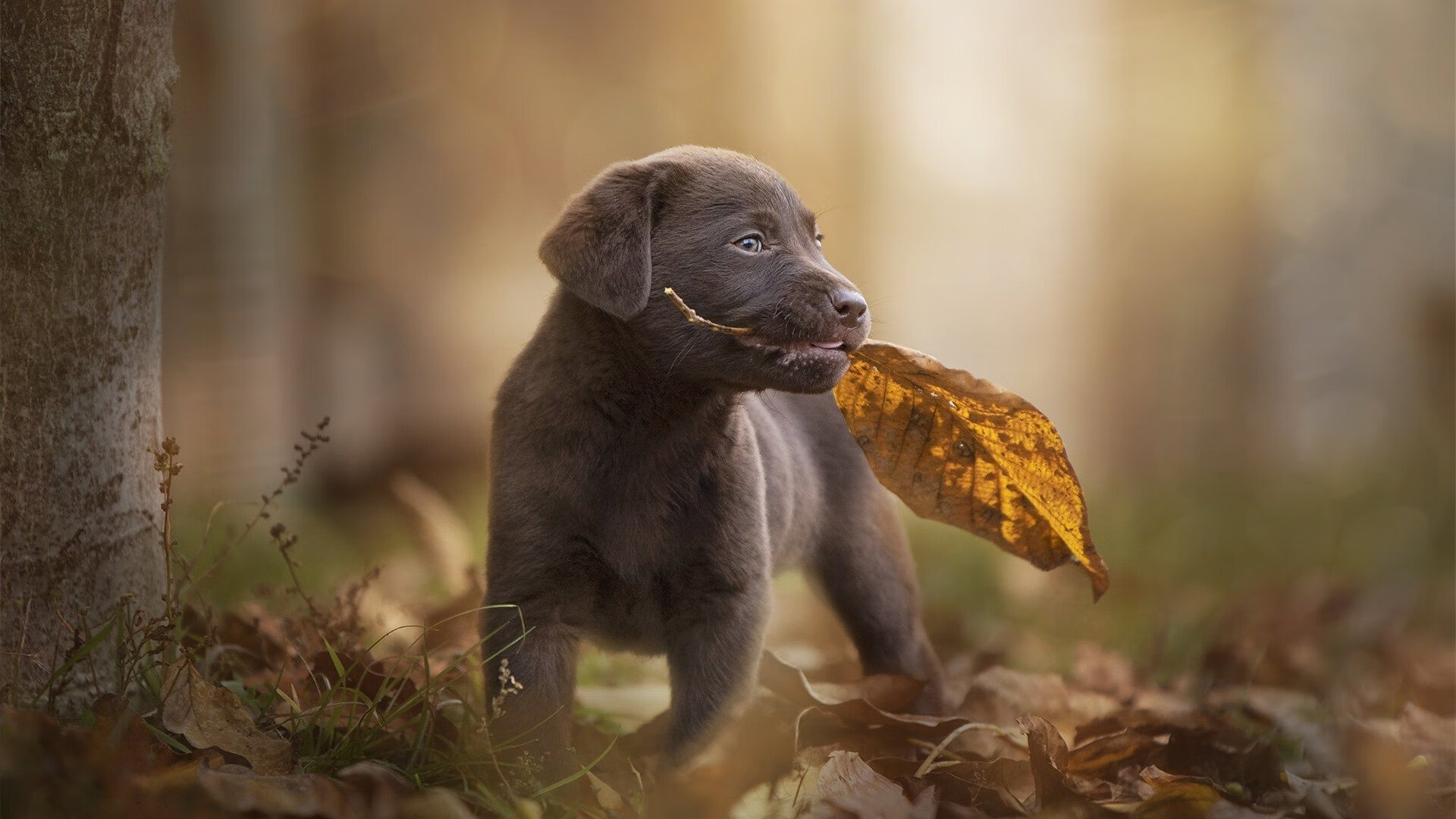 多元宇宙错位，当奥亚尔萨瓦尔在NBA总决赛接管比赛，利物浦单节拉开韩国