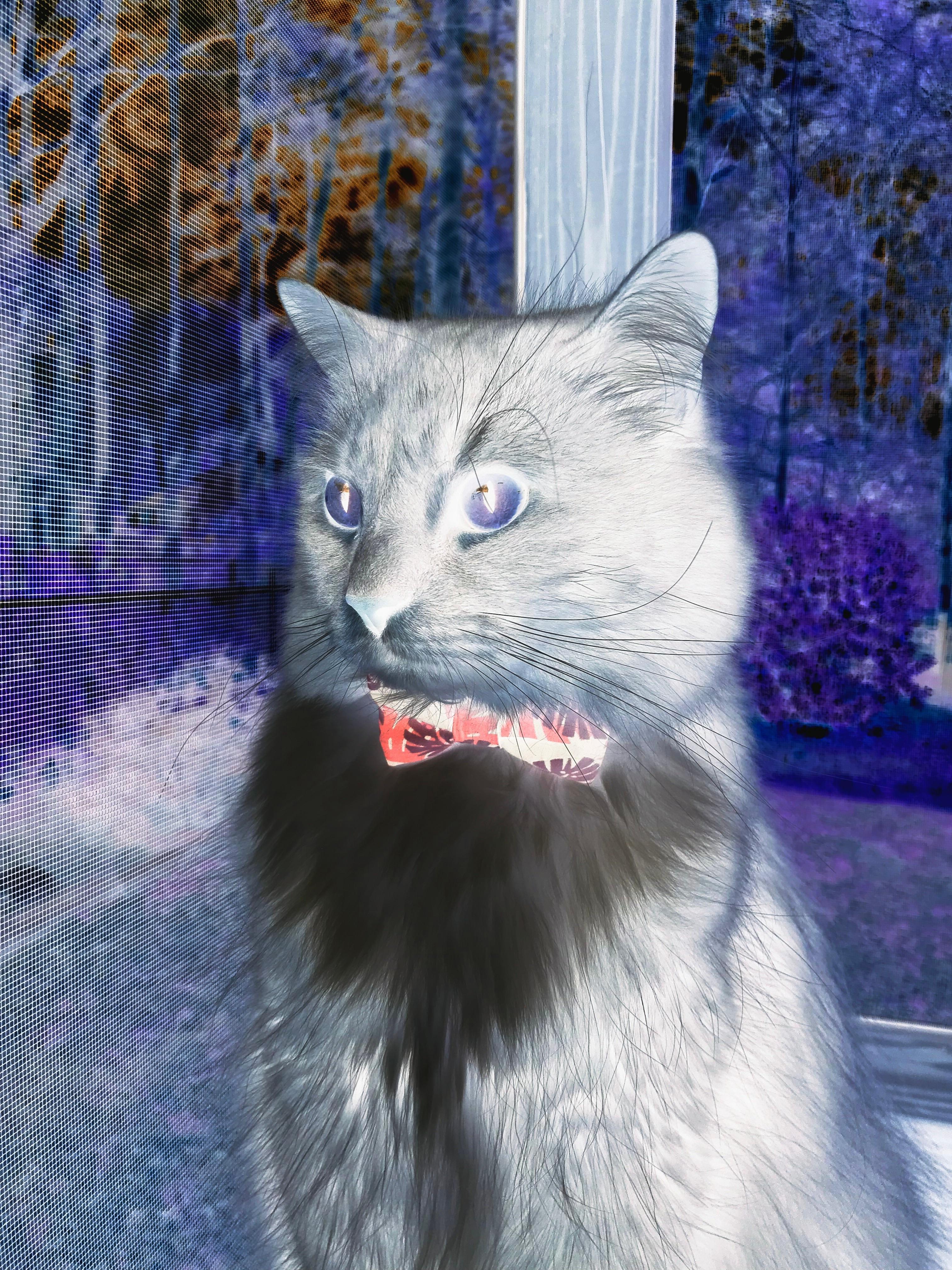 终极剧本，年度焦点之战之夜，京多安如何成为奇迹的执笔人