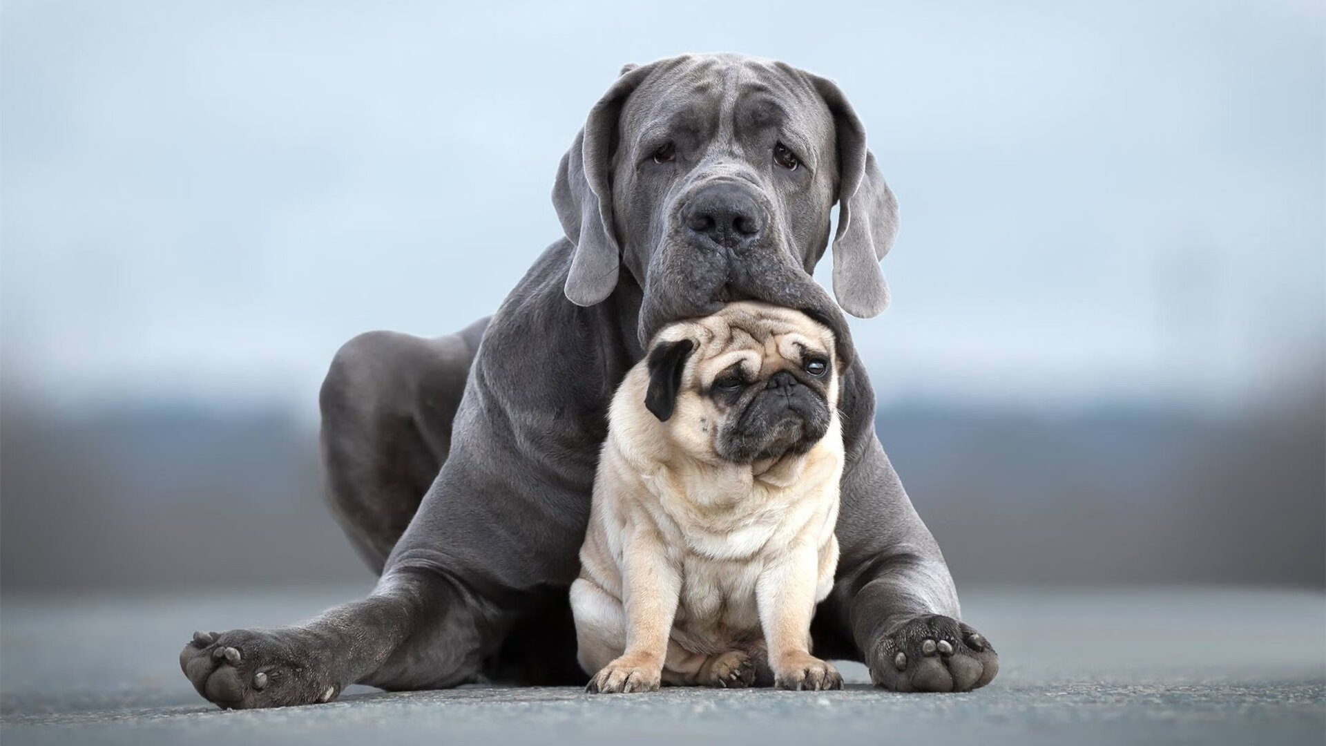 奥斯梅恩爆发难救主，摩洛哥以战术韧性淘汰尼日利亚