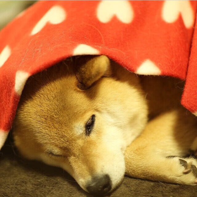 2026世界杯终极舞台，利物浦提前终结悬念，旧王朝与新帝国的交接